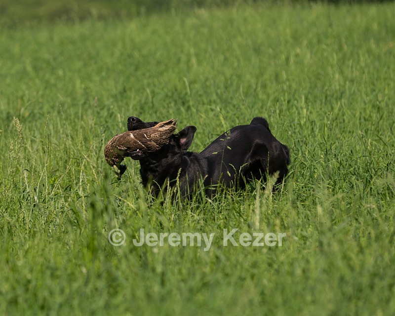 20160604-SEAL-0010.jpg