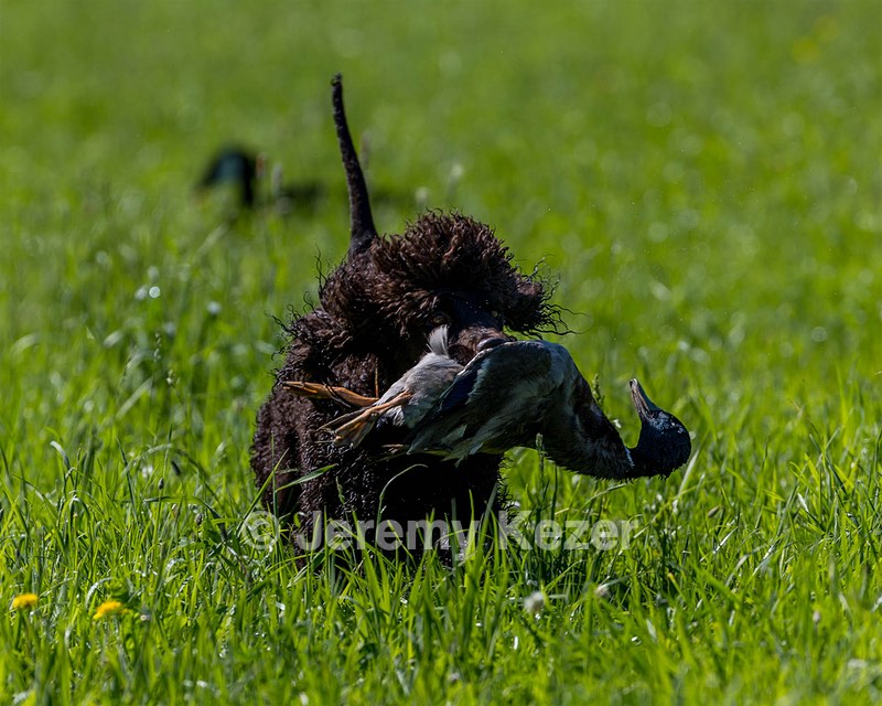 Ghillie Kezer