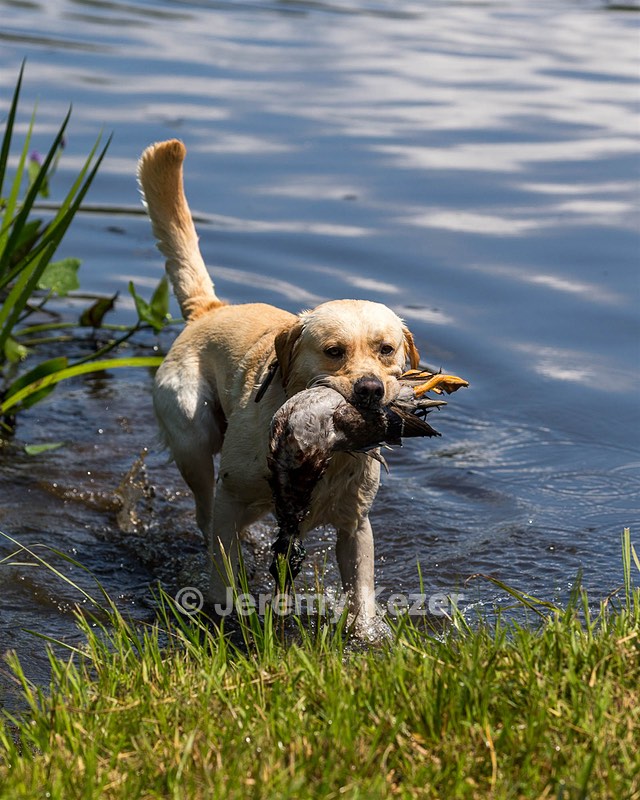 Porter Beecher