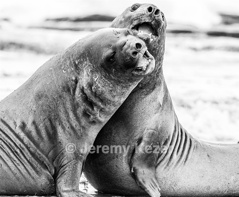 Southern Elephant Seals, Sea Lion Island, The Falklands