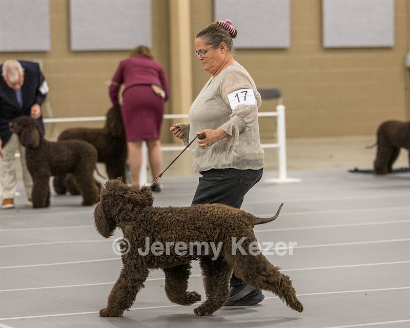 17 - Ballyhoo’s V Finnegan Mcneill BN FDC CA BCAT DS DJ CGCA TKN VHMA JH JHU WD