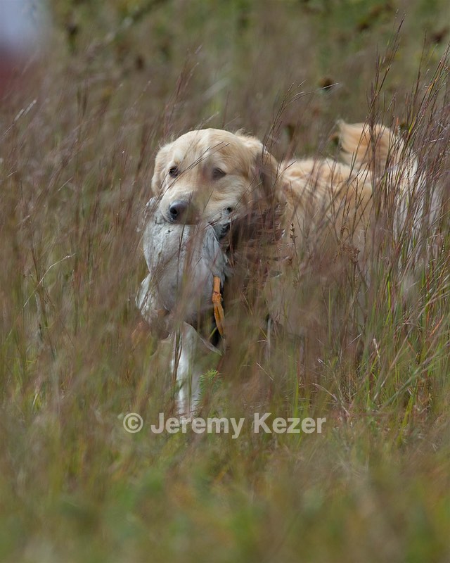 Ghillie