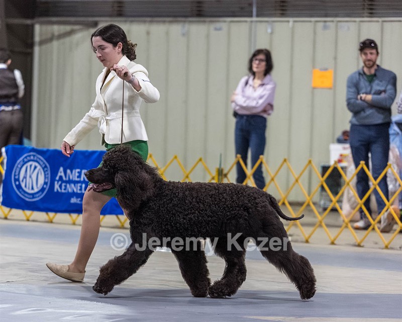 09 - GCH CH POOLE'S IDE RIPTIDE RI DS CGC (Rip)