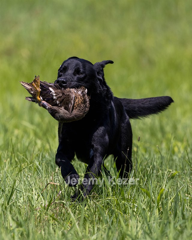 Duke Doyon