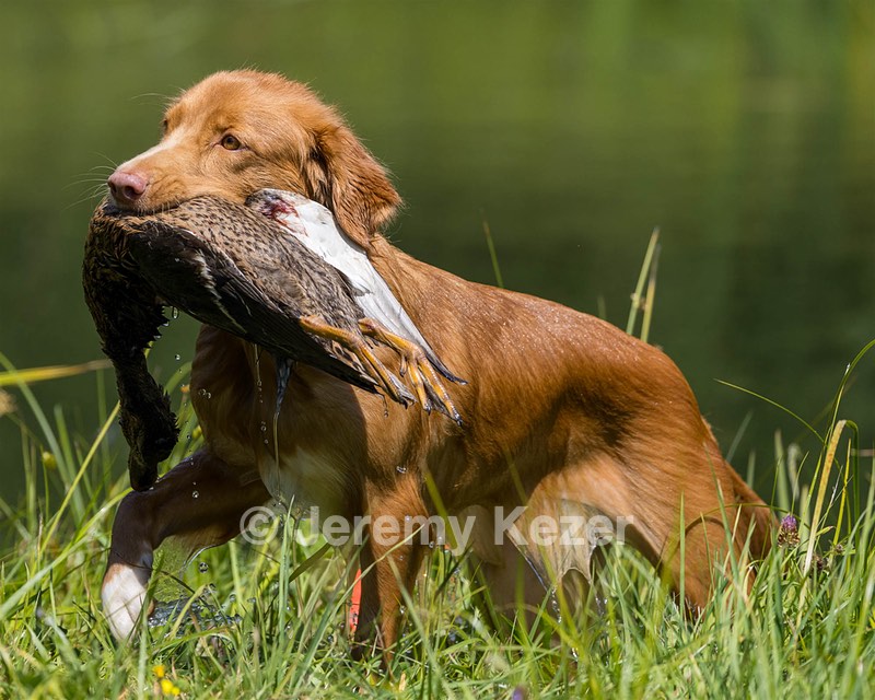 Nova DePasquale