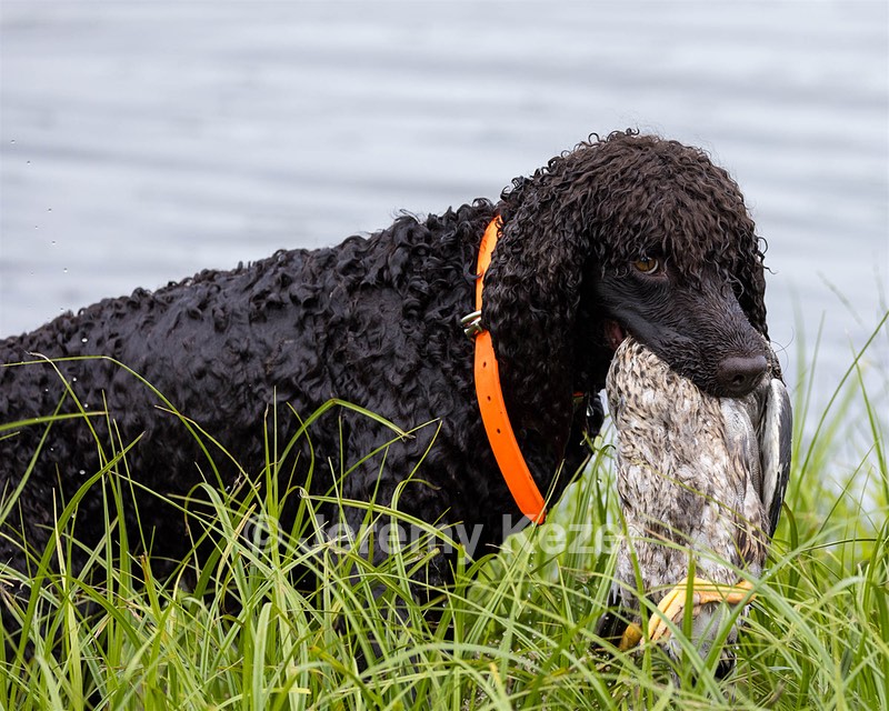 Ghillie Kezer