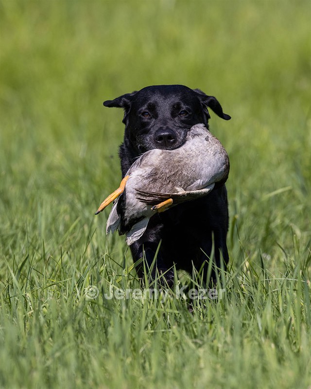 Ella Haggerty