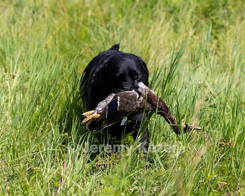 Scout