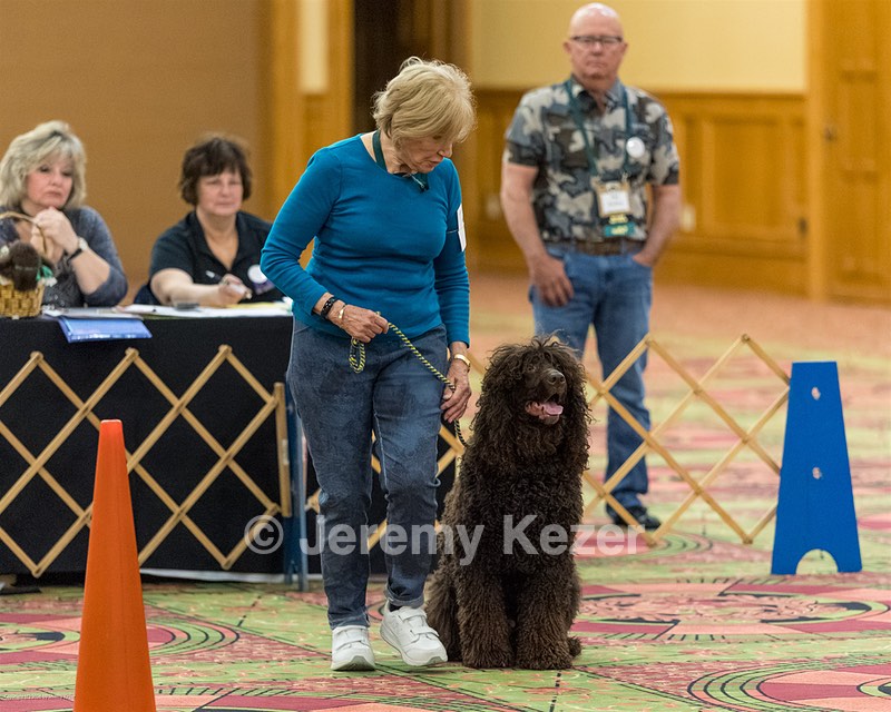 101 - GCH CASTLEHILL'S RAMBLIN' RAFAEL O'CRISPIN BN RA CGCA TKI (Raffi)