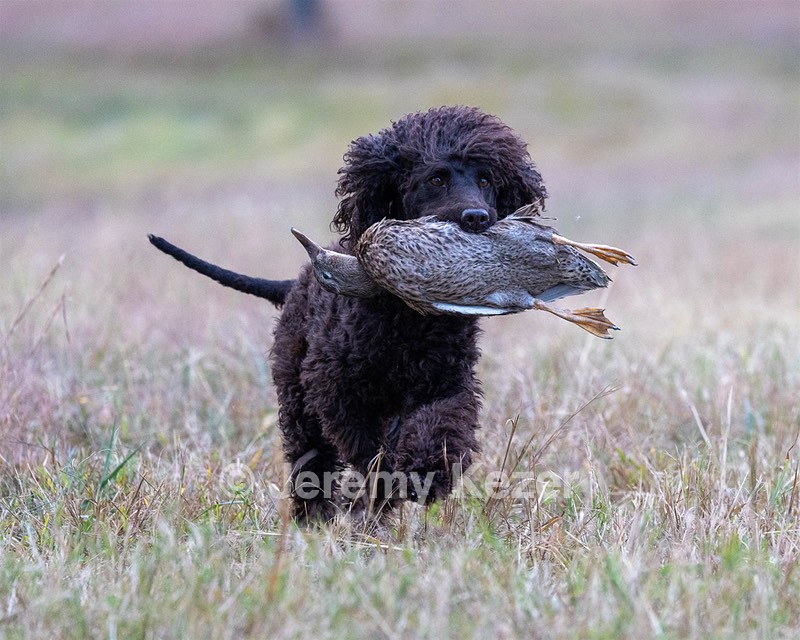 Ghillie Kezer