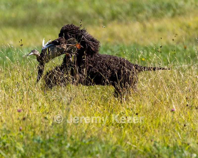 Ghillie Kezer