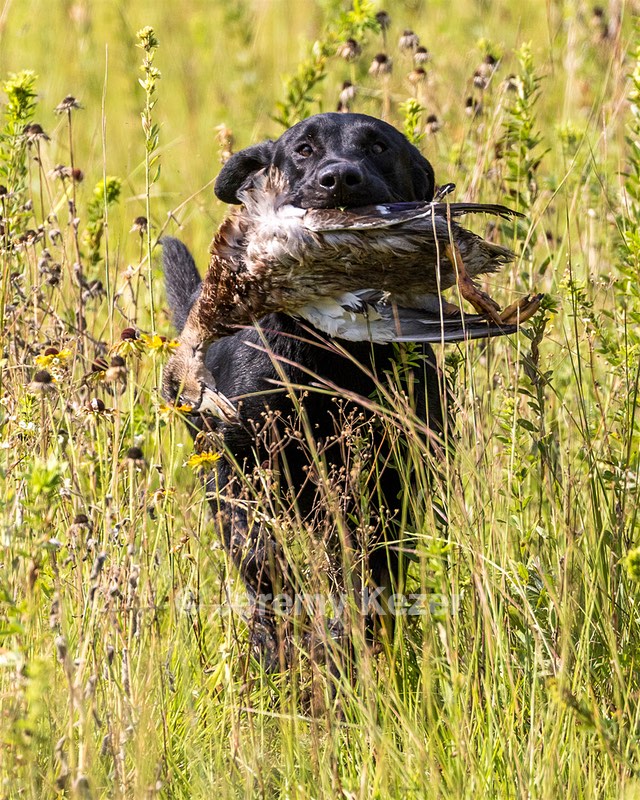 Bolt Sboro