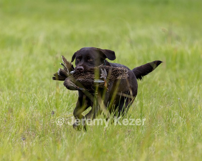 Otter Henry