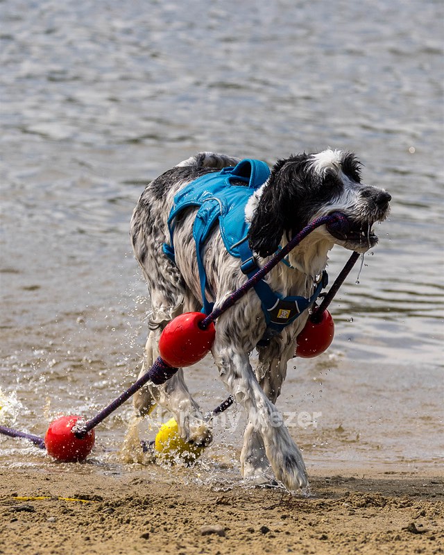 Sundae Savell
