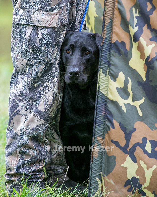 Piper
