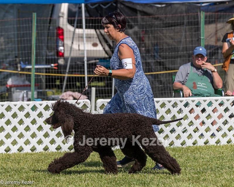 43 - GCH CH Chantico's Shelter From The Storm CD RA MX AXJ MXP2 MJP2 MJPB XF DS (Reef)