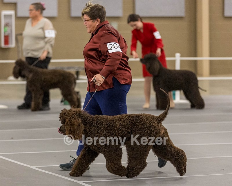 204 - CH Brekkon’s Brown Eyed Girl At Flintcrest DJ CGC TKN FTI
