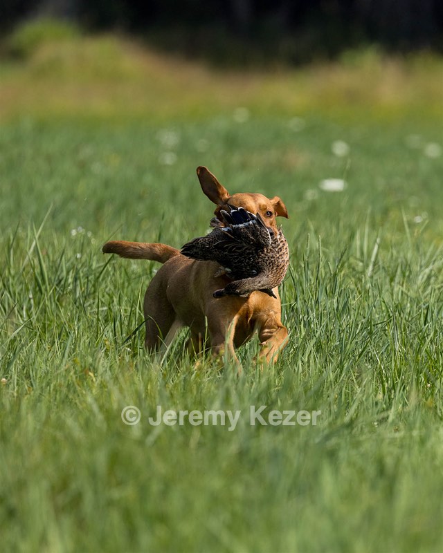 Rosie Wilson