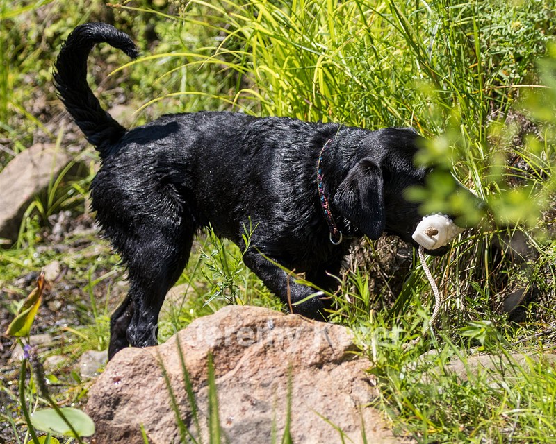 Josie