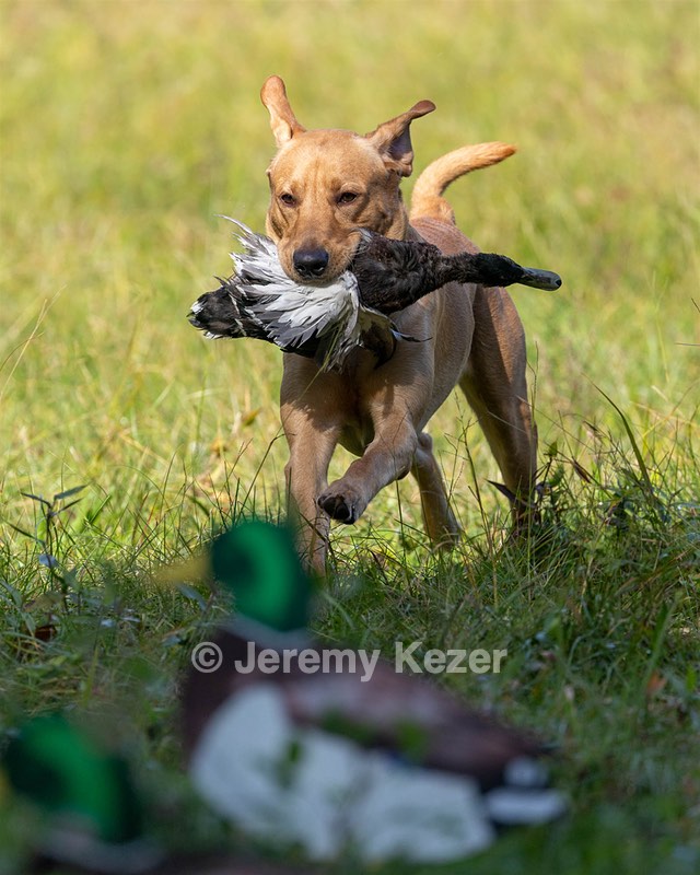 Seamus Firisin