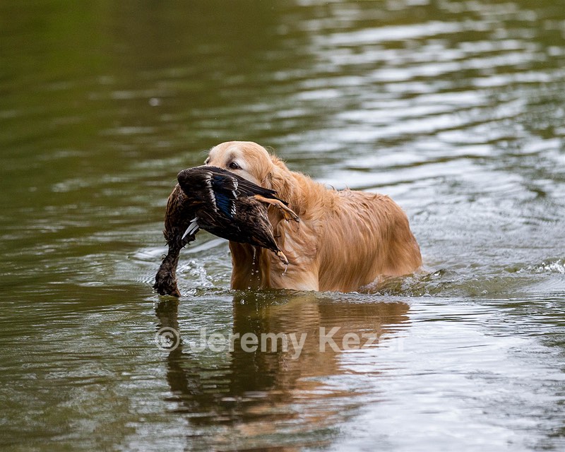 Ghillie