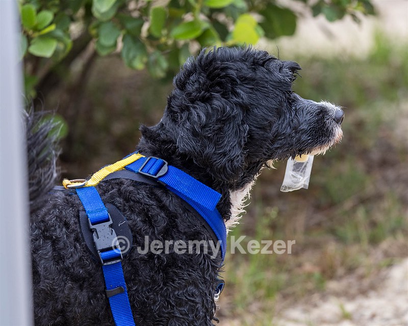 Mizzen Kutner