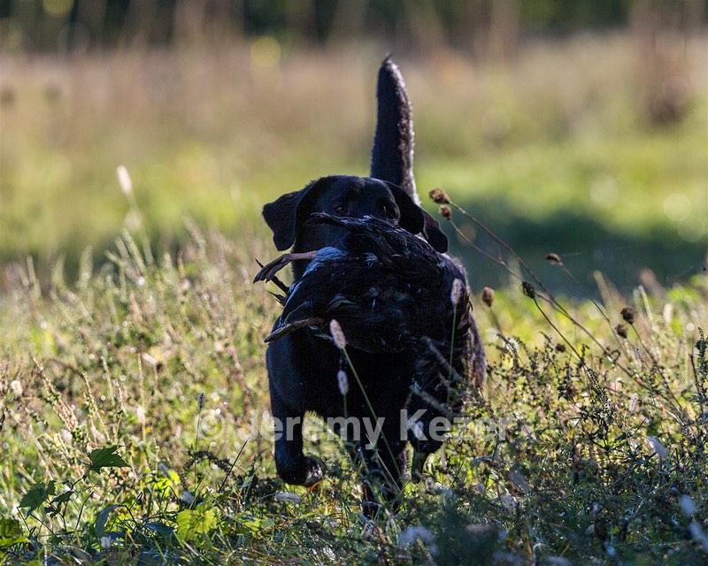 Ranger schuko