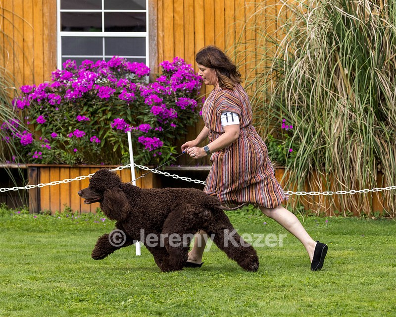11 - GCH CH BREKKON'S FIRST MARK BN RN CGC TKN (Hunny)