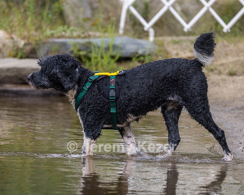 Ocean Maguire