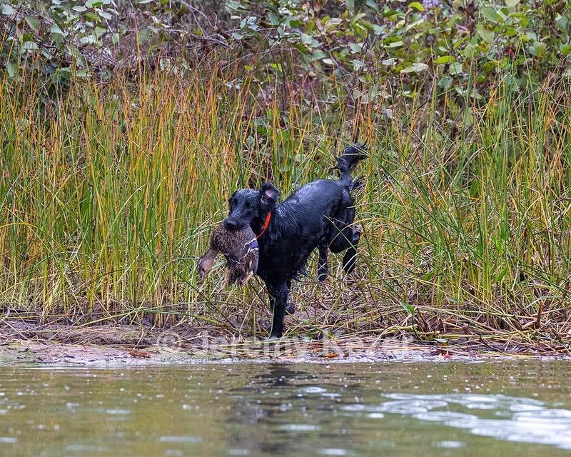 Zuzu