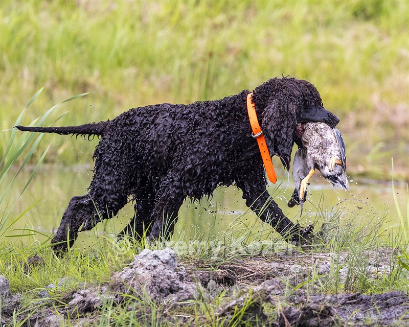 Ghillie Kezer