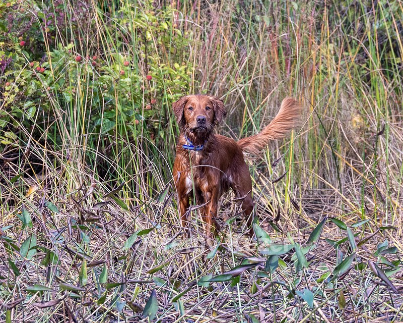 Finley
