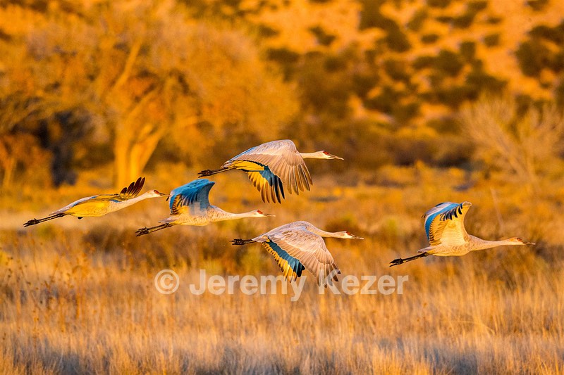 Sandhill Cranes, Bosque del Apache, New Mexico