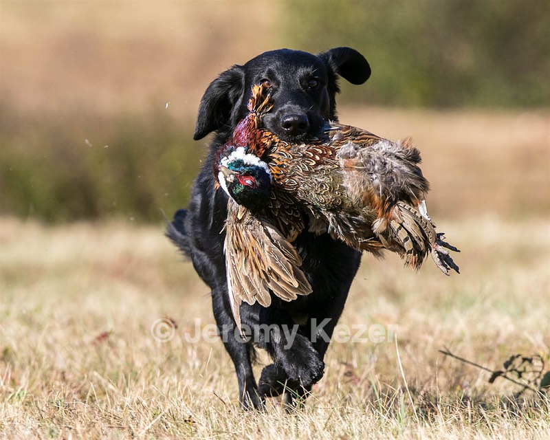 Hunter