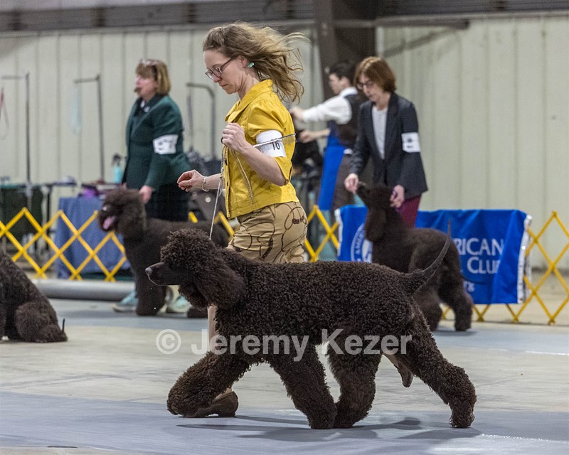 16 - GCH EPIK'S IN OMNIA PARATUS CGC ATT BCAT (Myna)