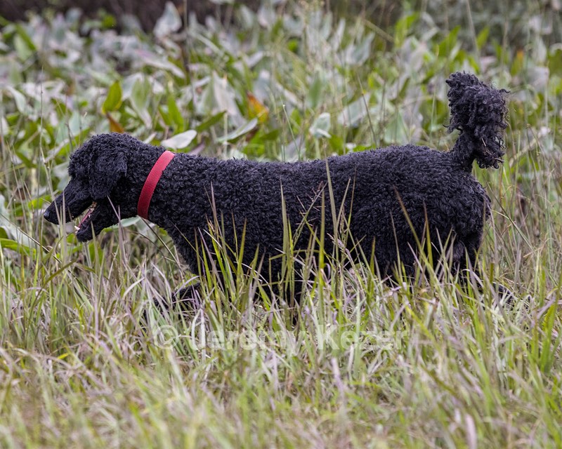 Hugo