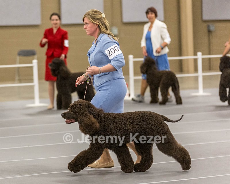200 - GCH CH Poole’s Ide By Design (Skeeter)