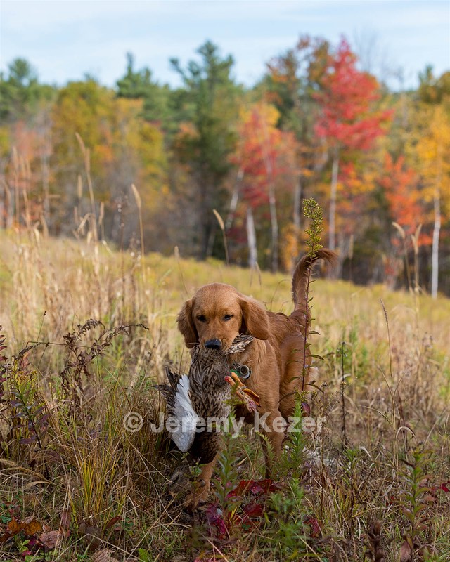 Marsha Wilcox's Pete