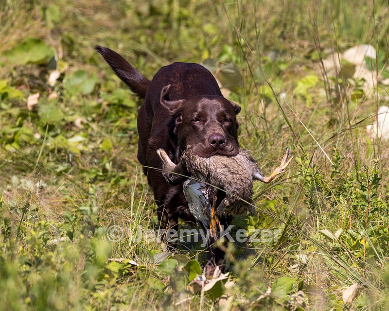 Rigz Nunziato