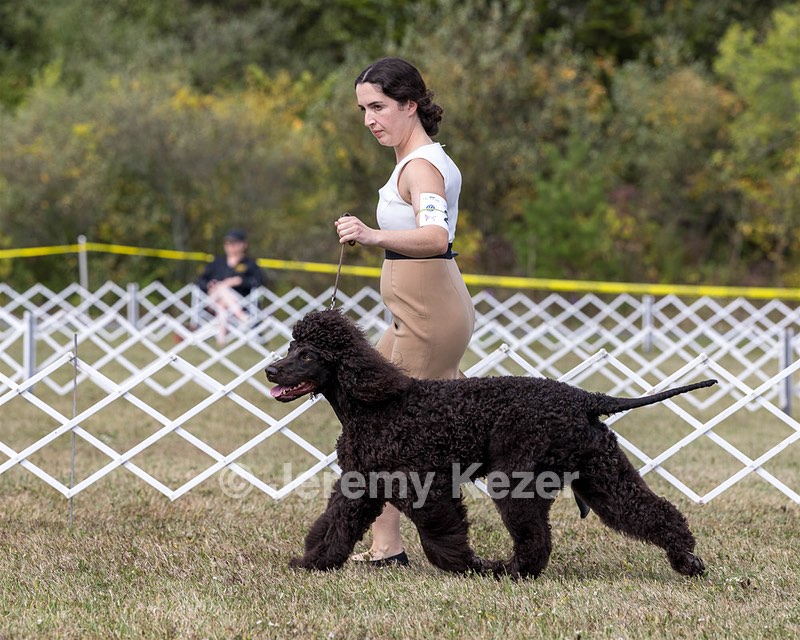 20 - Poole's Ide The More The Merrier RN DN CGC (Hattie)