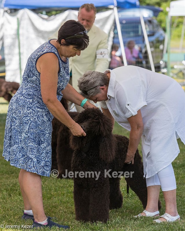 43 - GCH CH Chantico's Shelter From The Storm CD RA MX AXJ MXP2 MJP2 MJPB XF DS (Reef)