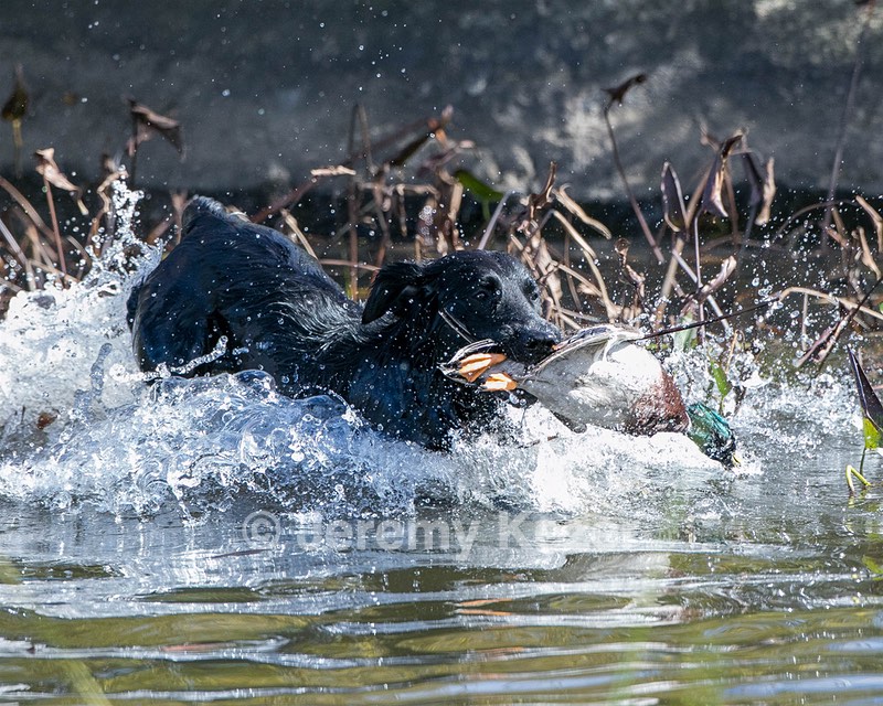 Splash