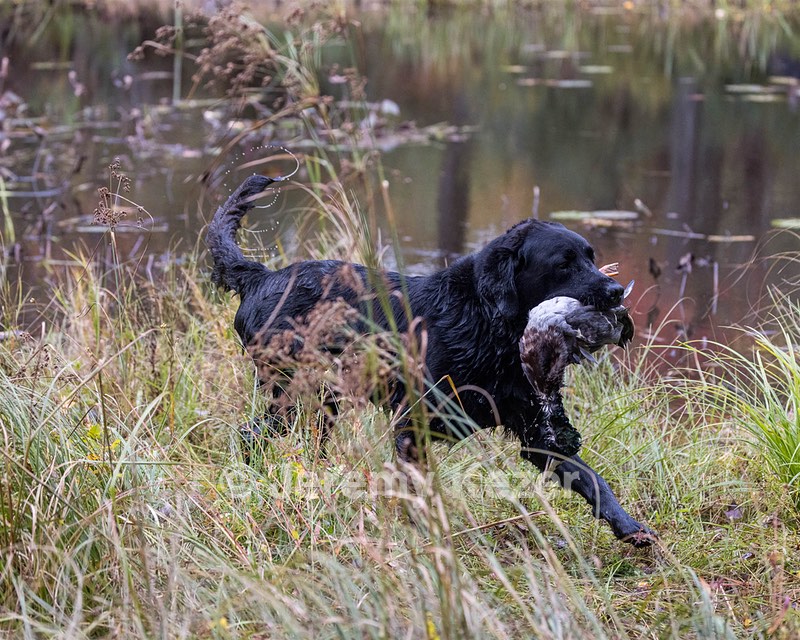 Ranger Schuko