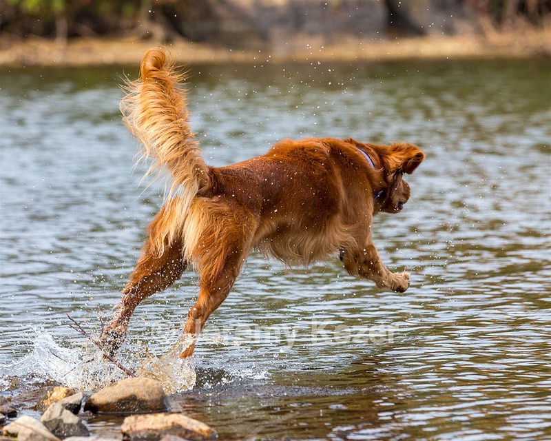 Finley