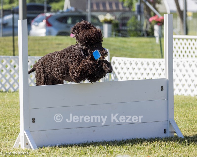 16 - GCH CH Chantico's Shelter From The Storm CD RA MX AXJ MXP2 MJP2 MJPB XF DS (Reef)