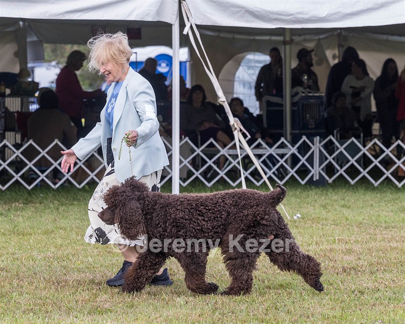 07 - GCH CH CASTLEHILL'S RAMBLIN' RAFAEL O'CRISPIN BN (Rafi)