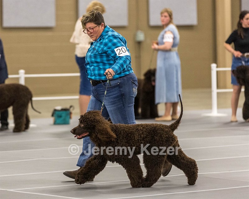 204 - CH Brekkon’s Brown Eyed Girl At Flintcrest DJ CGC TKN FTI