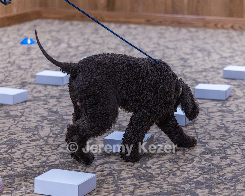 Oscar
