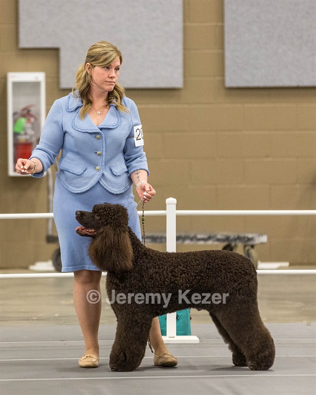 200 - GCH CH Poole’s Ide By Design (Skeeter)
