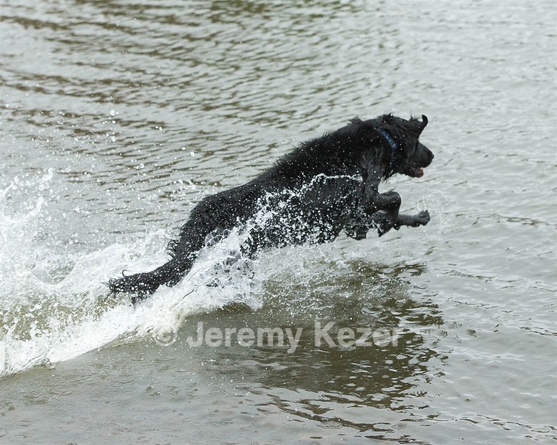 Splash
